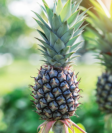 Pineapple plant